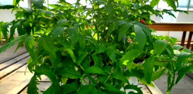 Obraz_kozłek_lekarski